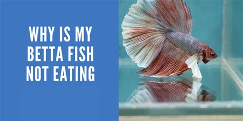 beta fish not eating|9 Reasons Why Your Betta Fish Won't Eat (+Tips) .